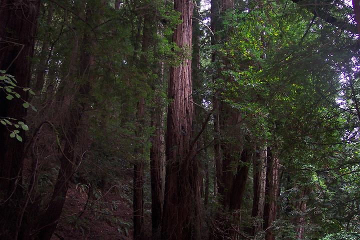Murray Wood 1.JPG